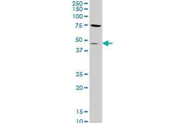 STK32C antibody  (AA 1-369)