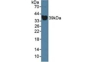 Western blot analysis of Rat Serum. (Haptoglobin antibody  (AA 70-332))
