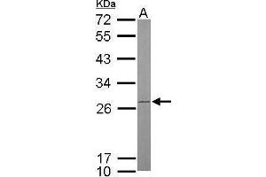 WB Image Sample (50 ug of whole cell lysate) A: mouse brain 12% SDS PAGE antibody diluted at 1:500 (ATP Synthase B1 (Center) antibody)