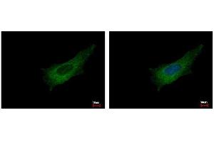ICC/IF Image Pleckstrin antibody [C2C3], C-term detects PLEK protein at cytoplasm by immunofluorescent analysis.