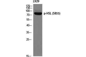 Western Blot (WB) analysis of L929 using p-HSL (S855) antibody. (LIPE antibody  (pSer855))