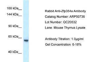 WB Suggested Anti-Zfp354a Antibody   Titration: 1. (ZNF354A antibody  (C-Term))