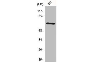 Western Blot analysis of 293 cells using PAF65α Polyclonal Antibody (TAF6L antibody  (N-Term))