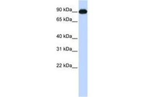 Image no. 1 for anti-Melanoma Inhibitory Activity Protein 2 (MIA2) (C-Term) antibody (ABIN6743463) (MIA2 antibody  (C-Term))
