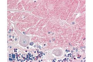 ABIN5539512 (5µg/ml) staining of paraffin embedded Human Cerebellum. (Contactin 1 antibody  (Internal Region))