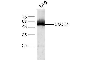 Mouse lung lysates probed with Anti-CXCR4 Polyclonal Antibody  at 1:5000 for 90 min at 37˚C. (CXCR4 antibody  (AA 201-294))