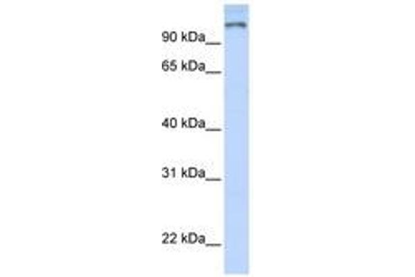PARP9 antibody  (AA 144-193)
