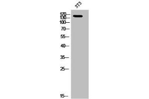 Western Blot analysis of 3T3 cells using Phospho-Ron (S1394) Polyclonal Antibody (MST1R antibody  (pSer1394))