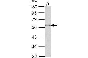 WB Image NUP50 antibody [C3], C-term detects NUP50 protein by Western blot analysis.