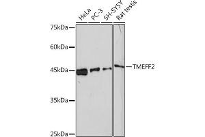 Western blot analysis of extracts of various cell lines, using TMEFF2 Rabbit mAb (ABIN1682727, ABIN3018560, ABIN3018561 and ABIN7101627) at 1:1000 dilution. (TMEFF2 antibody)