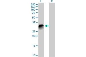 Western Blot analysis of VTI1B expression in transfected 293T cell line by VTI1B MaxPab polyclonal antibody. (VTI1B antibody  (AA 1-232))