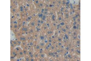 Used in DAB staining on fromalin fixed paraffin- embedded liver tissue (BPGM antibody  (AA 85-216))