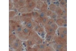 Figure. (C1S antibody  (AA 438-685))