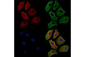 ABIN6258335 and ABIN6275710 staining HepG2 cells by IF/ICC.
