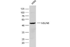 K562 lysates probed with NSUN6 Polyclonal Antibody, Unconjugated  at 1:300 dilution and 4˚C overnight incubation. (NSUN6 antibody  (AA 51-150))