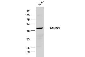 K562 lysates probed with NSUN6 Polyclonal Antibody, Unconjugated  at 1:300 dilution and 4˚C overnight incubation. (NSUN6 antibody  (AA 51-150))