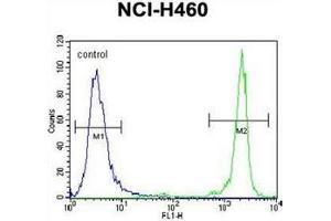 Flow cytometric analysis of NCI-H460 cells using GDF15 Antibody (N-term) Cat. (GDF15 antibody  (N-Term))