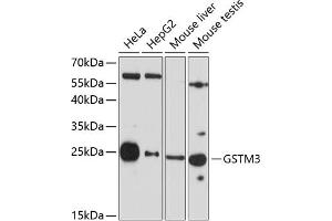 Western blot analysis of extracts of various cell lines, using GSTM3 antibody (ABIN6131967, ABIN6141470, ABIN6141471 and ABIN6223605) at 1:3000 dilution.