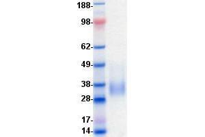 Validation with Western Blot