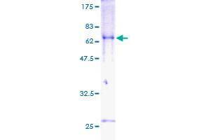 Image no. 1 for Transducer of ERBB2, 2 (TOB2) (AA 1-344) protein (GST tag) (ABIN1323316)