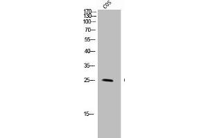 Western Blot analysis of COS-7 cells using GPR40 Polyclonal Antibody