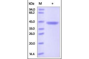 Human Chitinase 3-like 1, His Tag on SDS-PAGE under reducing (R) condition. (CHI3L1 Protein (AA 22-383) (His tag))