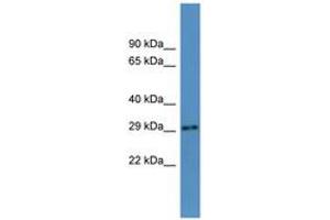 AUH antibody  (AA 38-87)