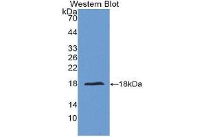 Western Blotting (WB) image for anti-Interleukin 24 (IL24) (AA 51-206) antibody (ABIN1175466) (IL-24 antibody  (AA 51-206))