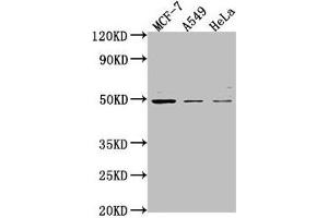 TSKU Antikörper  (AA 77-353)