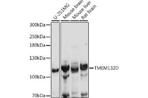 Western blot analysis of extracts of various cell lines, using TMEM132D antibody (ABIN7270954) at 1:1000 dilution. (TMEM132D antibody  (AA 730-915))