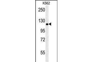 POTEE Antibody (Center) (ABIN653968 and ABIN2843918) western blot analysis in K562 cell line lysates (35 μg/lane). (POTEE antibody  (AA 380-409))