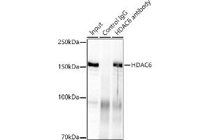 Immunoprecipitation analysis of 300 μg extracts of HeLa cells using 3 μg HD antibody (ABIN7267711). (HDAC6 antibody)