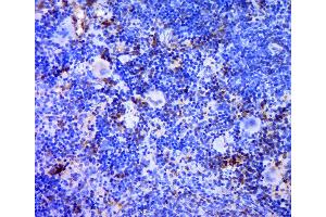 TREML1 antibody  (AA 201-311)