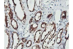 Image no. 8 for anti-CoA Synthase (COASY) antibody (ABIN1497556) (COASY antibody)