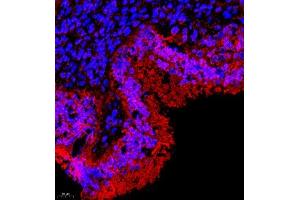 Immunofluorescence of paraffin embedded rat uterus using TR2IT1 (ABIN7075887) at dilution of 1:650 (400x lens) (TXNRD3NB antibody)