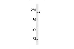 Western blot analysis in 293 cell line lysates (35ug/lane). (SETD1A antibody  (AA 927-956))