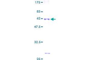 MRPL15 Protein (AA 1-296) (GST tag)