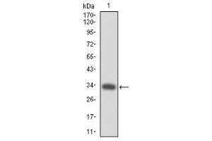 Image no. 2 for anti-Myeloproliferative Leukemia Virus Oncogene (MPL) antibody (ABIN1497161) (MPL antibody)
