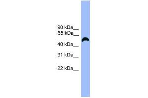 WB Suggested Anti-MARCO Antibody Titration:  0. (MARCO antibody  (C-Term))