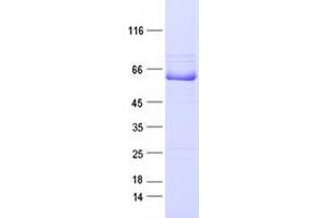 Validation with Western Blot (EPH Receptor A7 Protein (EPHA7) (DYKDDDDK Tag))
