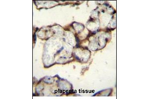 PLCXD2 Antibody (Center) (ABIN656207 and ABIN2845526) immunohistochemistry analysis in formalin fixed and paraffin embedded human placenta tissue followed by peroxidase conjugation of the secondary antibody and DAB staining. (PLCXD2 antibody  (AA 99-127))