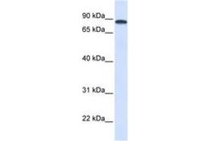 Image no. 1 for anti-DEAD (Asp-Glu-Ala-Asp) Box Polypeptide 1 (DDX1) (AA 432-481) antibody (ABIN6742674)
