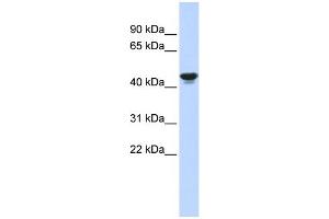 WB Suggested Anti-HIF1AN Antibody Titration:  0.