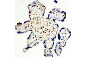 Anti-Syndecan 3 antibody, IHC(P) IHC(P): Human Placenta Tissue (SDC3 antibody  (N-Term))