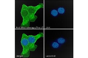 (ABIN185660) Immunofluorescence analysis of paraformaldehyde fixed A431 cells, permeabilized with 0. (Melanoma gp100 antibody  (C-Term))