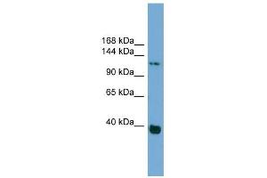 Catenin antibody used at 1 ug/ml to detect target protein.