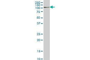 RFWD2 monoclonal antibody (M01), clone 1E4 Western Blot analysis of RFWD2 expression in NIH/3T3 . (RFWD2 antibody  (AA 632-731))