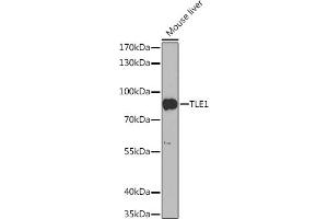 Western blot analysis of extracts of Mouse liver, using TLE1 Rabbit pAb (ABIN6132755, ABIN6149204, ABIN6149206 and ABIN6217324) at 1:1000 dilution. (TLE1 antibody  (AA 256-355))