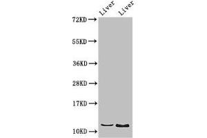 DDA1 anticorps  (AA 1-102)