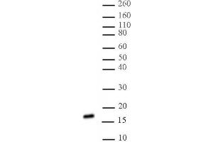 Histone H3 di/trimethyl Lys27 antibody (mAb) tested by Western blot. (Histone 3 antibody  (H3K27me2, H3K27me3))